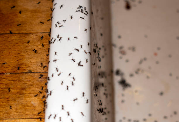 Best Pest Control for Restaurants  in Houston, TX